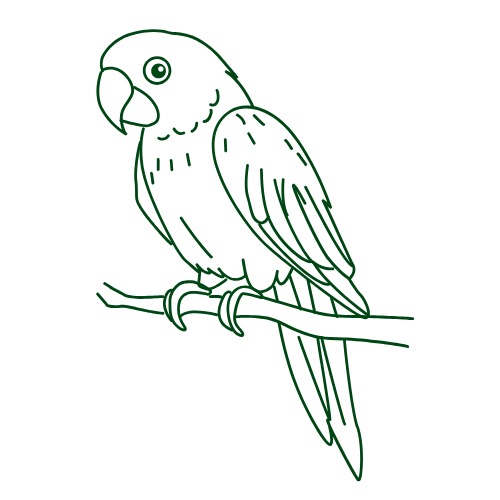 طوطا / طوطی