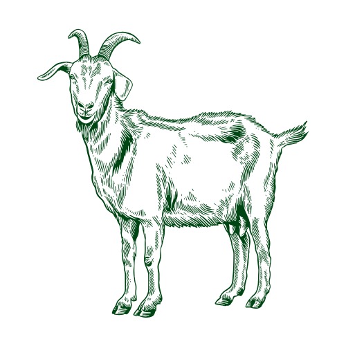 بکرا / بکری