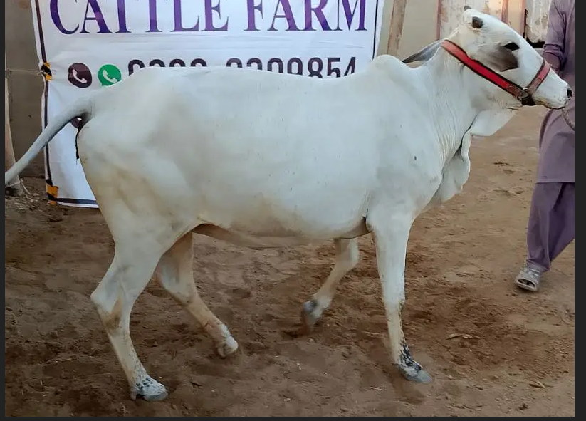 بچھڑا / بچھڑی