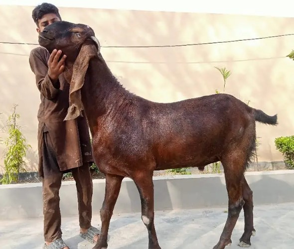 بکرا / بکری