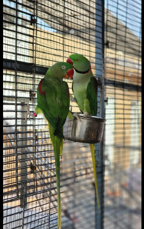 طوطا / طوطی