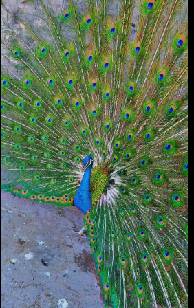 مور / مورنی