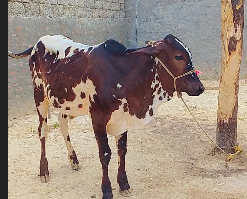 بچھڑا / بچھڑی