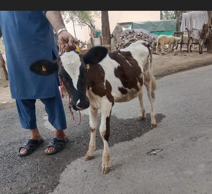 بچھڑا / بچھڑی