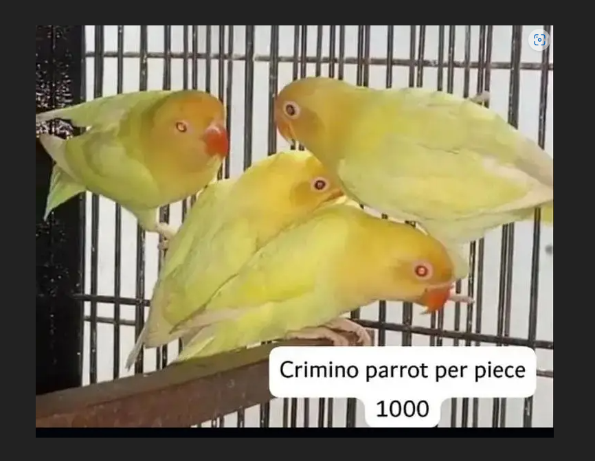 طوطا / طوطی