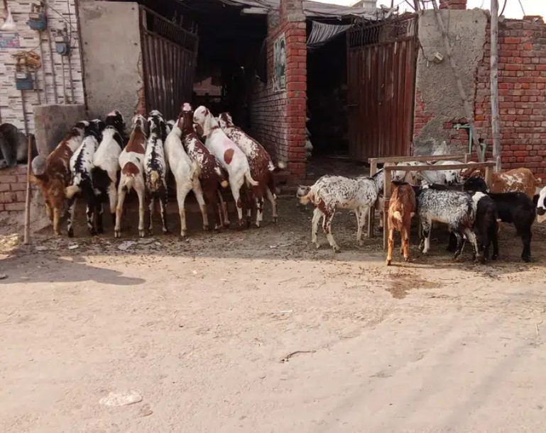 بکرا / بکری