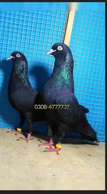 کبوتَر / کبوتری