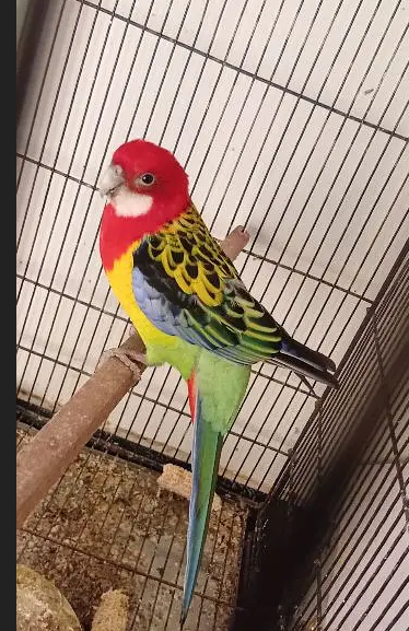 طوطا / طوطی