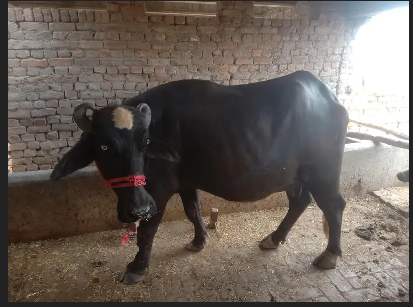 بھینس