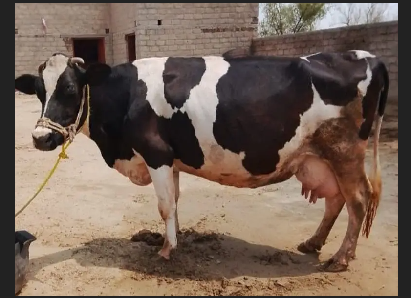 گائے