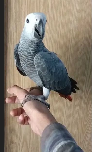 طوطا / طوطی