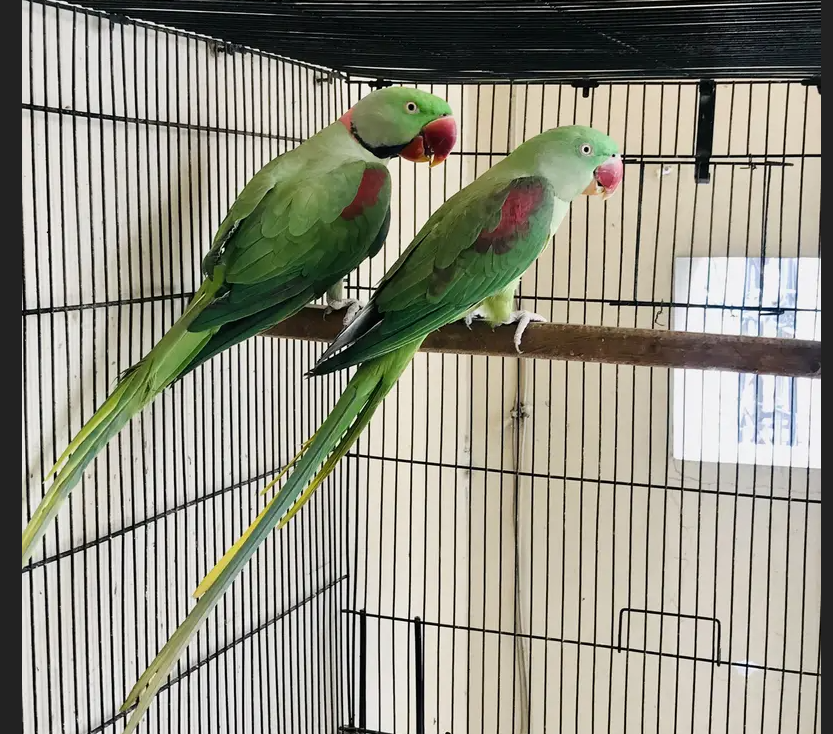 طوطا / طوطی