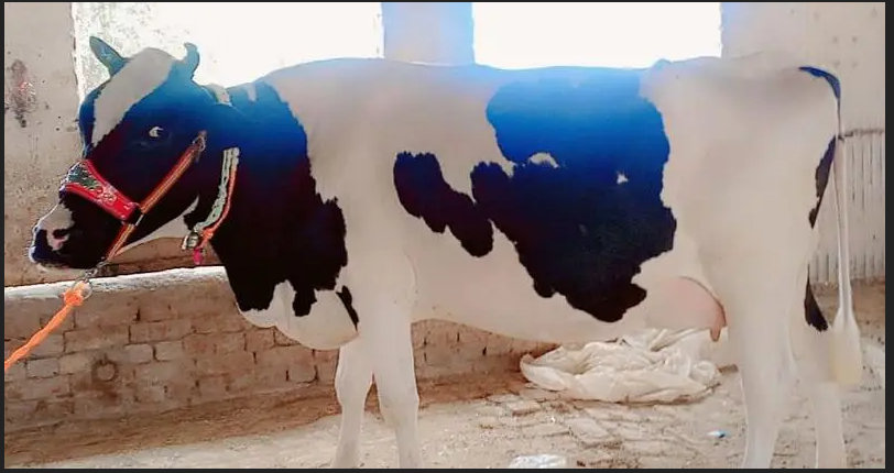 گائے