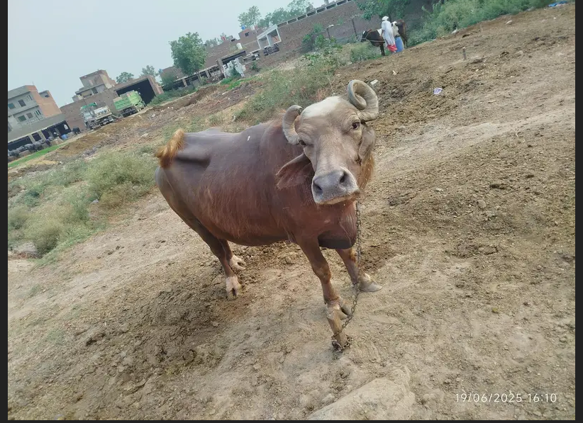 بھینس