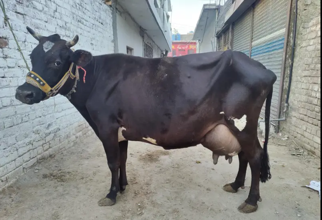 گائے