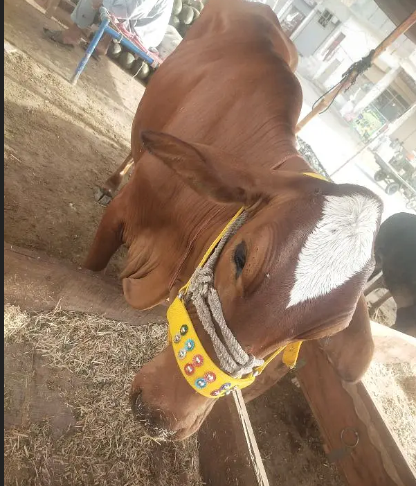 بچھڑا / بچھڑی