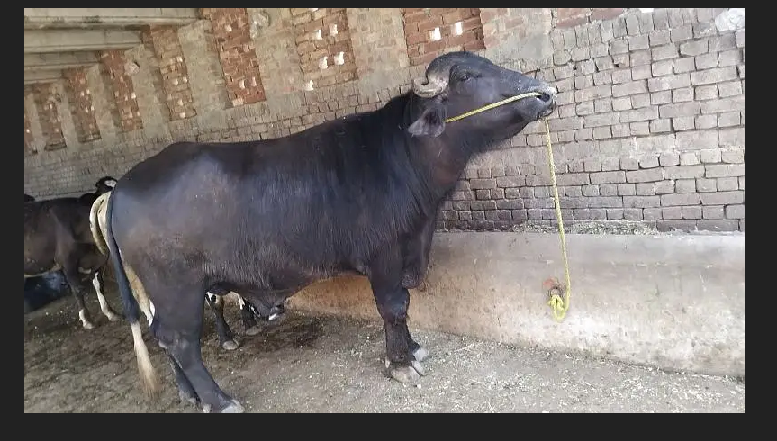کٹا / کٹی