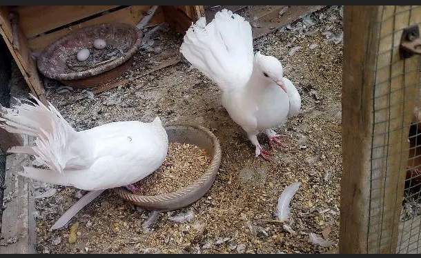 کبوتَر / کبوتری