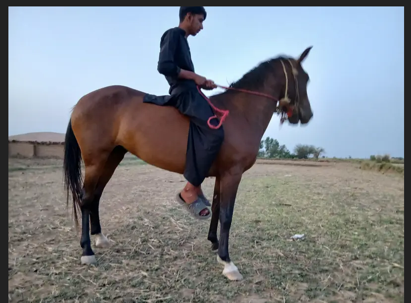 گھوڑا